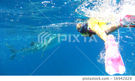 菲律賓鯨鯊和孩子 16942828