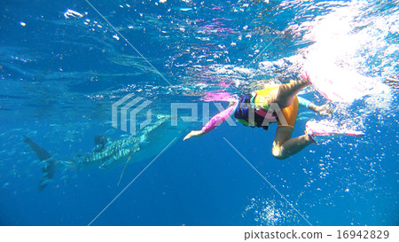 菲律賓鯨鯊和孩子 16942829