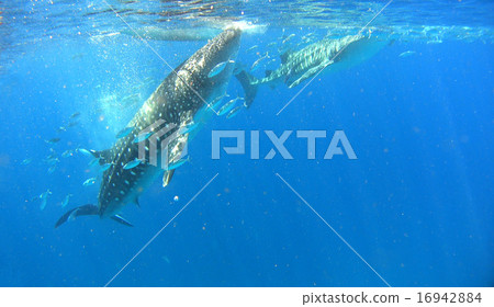 菲律賓鯨鯊鯊 16942884