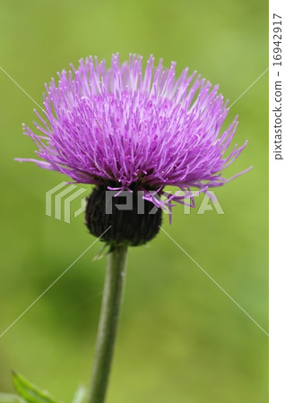 沒騙局 沒騙局 16942917