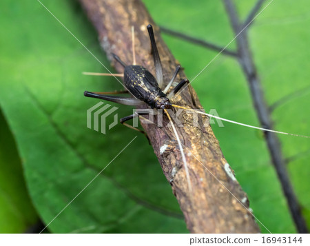 Female of Suzuki 16943144