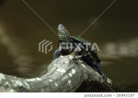 生物爬行動物龜，年輕人在公園池塘曬日光浴① 16943197