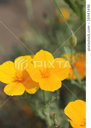 加州罌粟 16943496