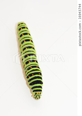 Whitehead larva white background 16943744
