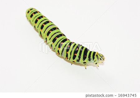 Whitehead larva white background 16943745