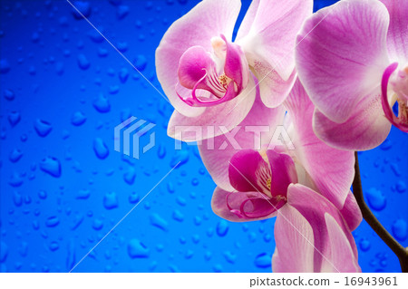 Lilac orchids 16943961