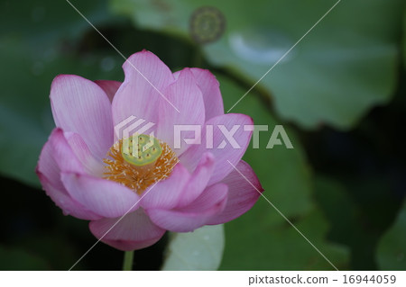 Immediately non-lotus 16944059