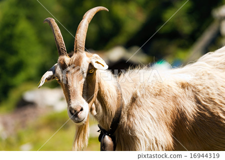 Mountain Goat with horns - Italy Mountain Goat with horns - Italy 16944319