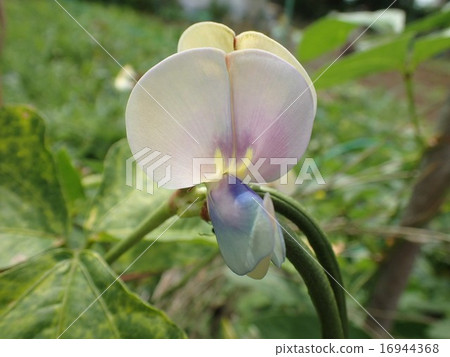 Juroku豇豆(聖地廣場) Juroku豇豆(聖地廣場) 16944368