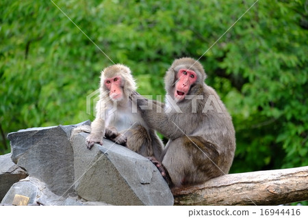 兩隻猴子 兩隻猴子 16944416