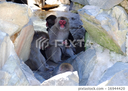 Parent and child of monkey (Iwakuni) 16944420