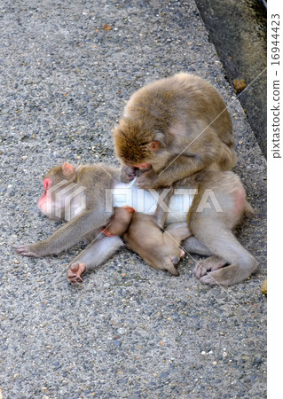 Child with milk and grooming (2) Child with milk and grooming (2) 16944423