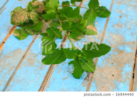 Nature weed with root and soil on old blue wooden Nature weed with root and soil on old blue wooden 16944440