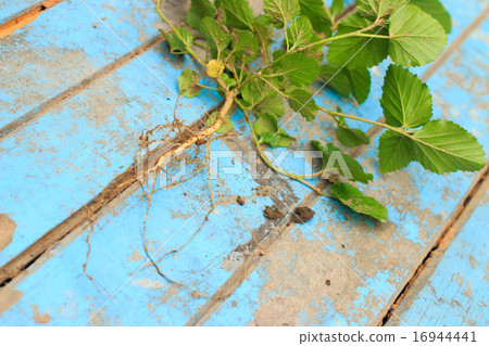 Nature weed with root and soil on old blue wooden Nature weed with root and soil on old blue wooden 16944441