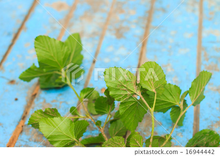 Nature weed with root and soil on old blue wooden Nature weed with root and soil on old blue wooden 16944442