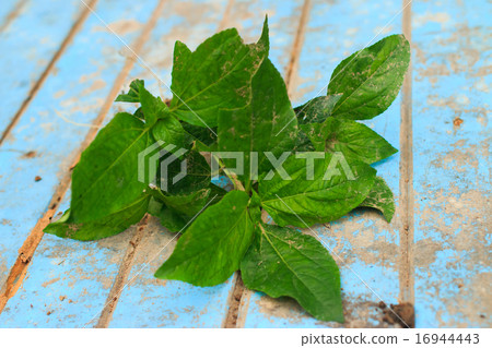 Nature weed with root and soil on old blue wooden Nature weed with root and soil on old blue wooden 16944443