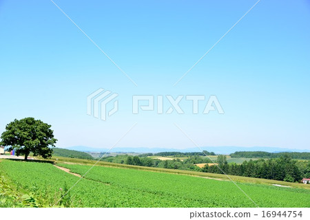 七星樹 七星樹 16944754