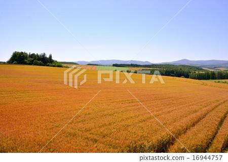 麥田 麥田 16944757