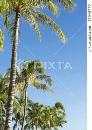 Palm tree 16944770