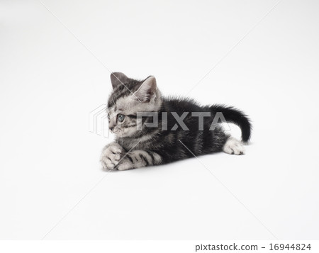 保持美國短髮小貓 16944824