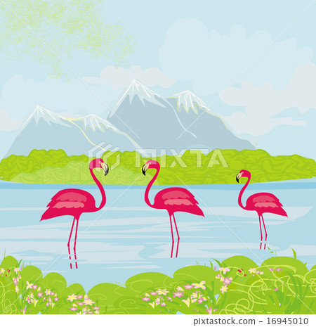 three pink flamingos in the water three pink flamingos in the water 16945010