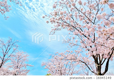 櫻桃樹 櫻桃樹 16945149