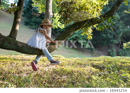 爬樹的女孩 16945254