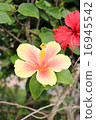 Hibiscus 16945542