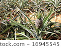 pineapple  16945545