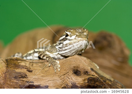 Bartagame Bartagame 16945628