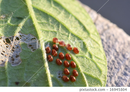 Egg of the freshwater fish 16945804