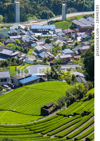 靜岡縣·茶田村 16946595
