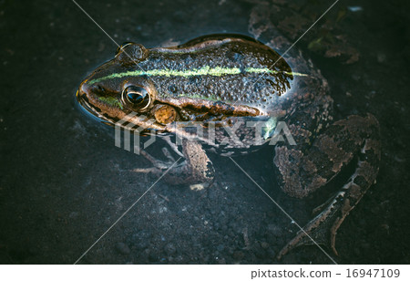 Frog in the water 16947109
