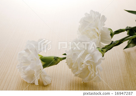 White carnation White carnation 16947287