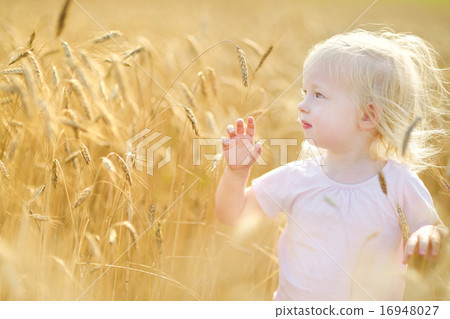 Two little sisters walking happily in wheat field Two little sisters walking happily in wheat field 16948027