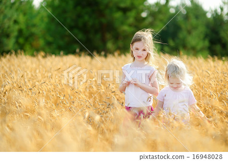 Two little sisters walking happily in wheat field Two little sisters walking happily in wheat field 16948028