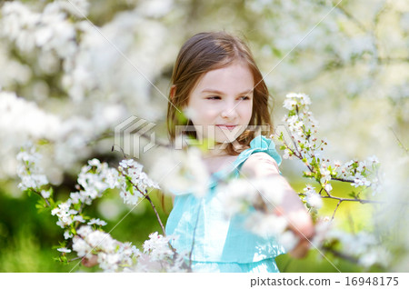 Adorable little girl in blooming cherry garden Adorable little girl in blooming cherry garden 16948175