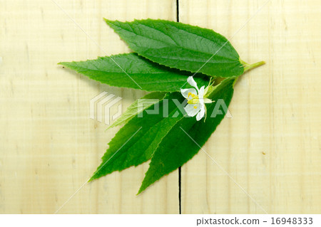 White flowers 16948333