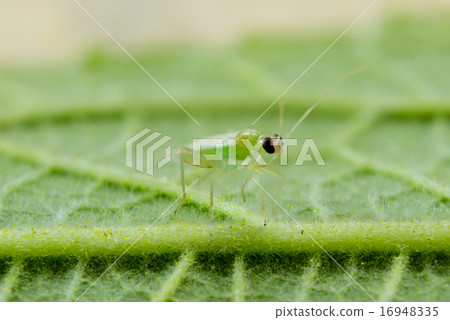 little green insects  and green leaf 16948335