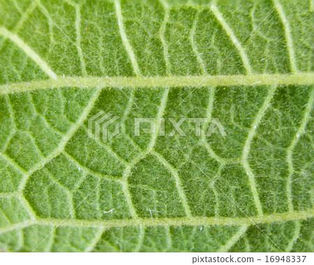 Fresh green leaf texture 16948337