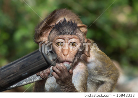 Cute monkey Cute monkey 16948338