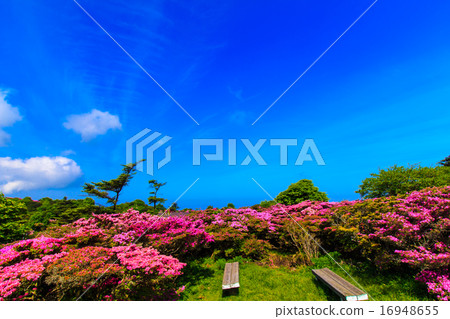 Nita Pass的Miyama Kirishima 16948655