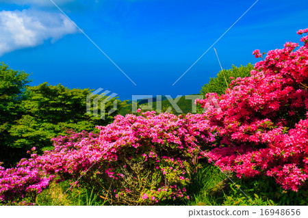 Nita Pass的Miyama Kirishima 16948656