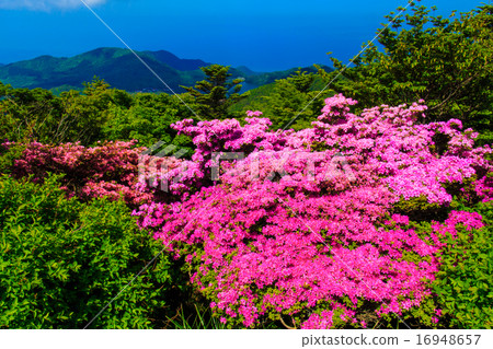 Nita Pass的Miyama Kirishima 16948657