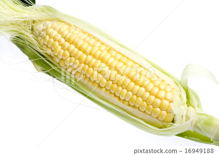 corn  16949188