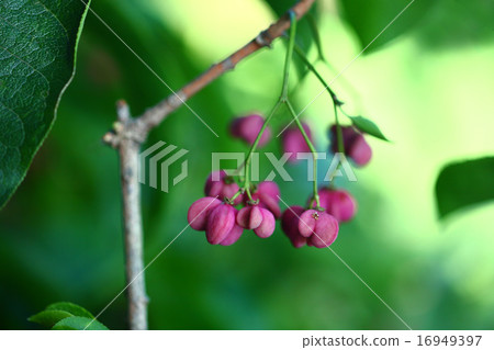 Mayumi的果實 16949397