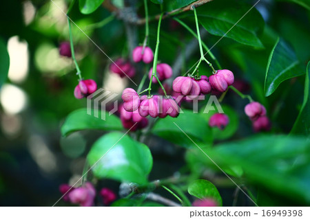 Mayumi's fruit 16949398
