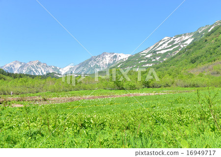 Summer Tsugaike Nature Park 16949717