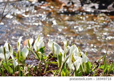 白水Basho和溪流 16949718