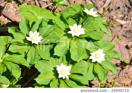 White flowers of Quinngasseau White flowers of Quinngasseau 16949719